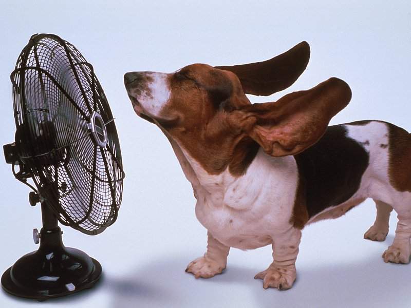 Файл:Fan and Dog.jpg