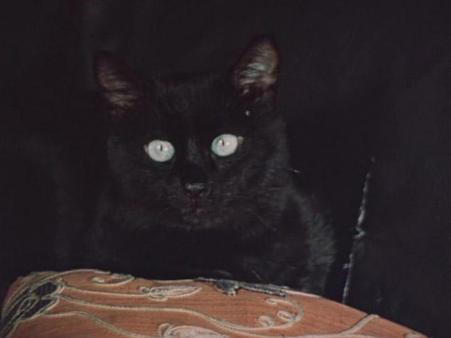 Файл:Chernaya koshka.jpg