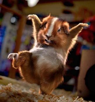 Мой кунг-фу лучше, чем твой кунг-фу