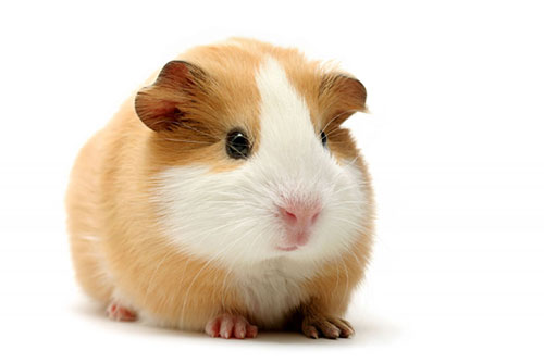 Файл:Cavia-porcellus.jpg