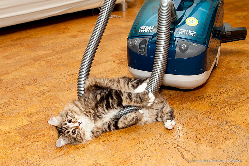 Файл:Пылесос играет с кошкой.jpg
