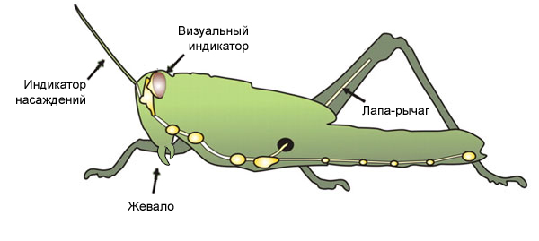 Файл:Sarancha shema.jpg