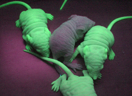 Файл:Green mouse.jpg