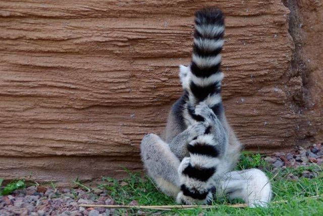 Файл:Лемур маскируется.jpg