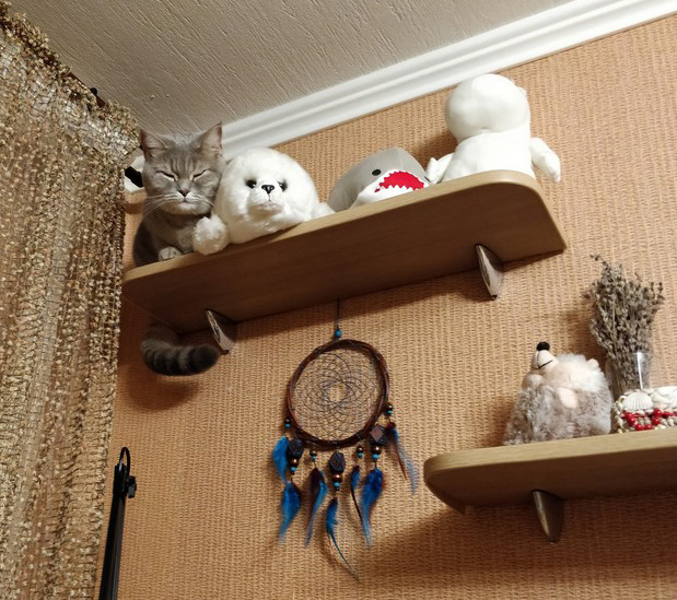 Файл:Кот спит с бельком.jpg