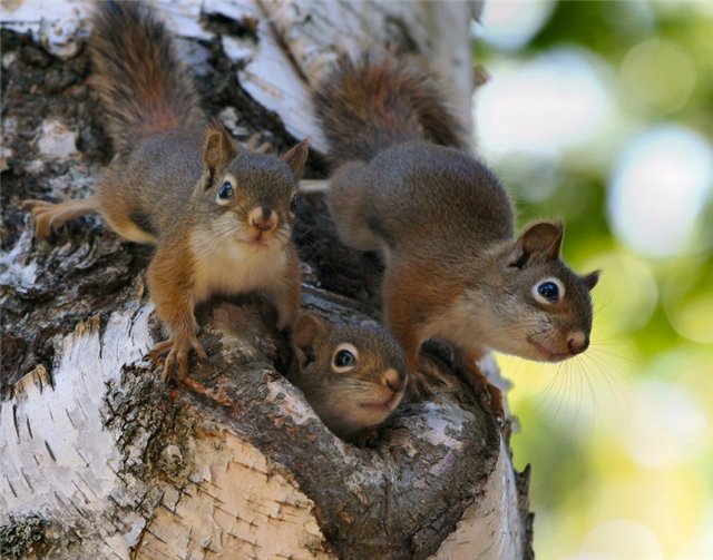 Файл:Беличий комплекс.jpg