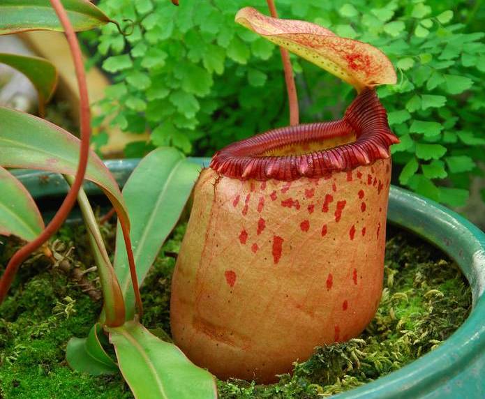 Файл:Image 03.jpg