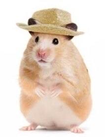 Первое правило дизайна: хомяк в шляпе лучше чем хомяк без шляпы