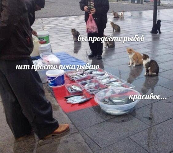 Файл:Вы-продоёте-рыбов.jpg