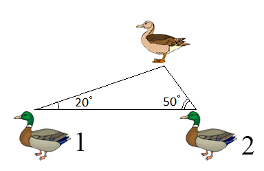 Файл:Утка и 2 селезня.jpg
