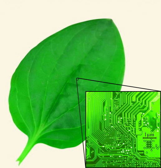 Файл:Микросхема подорожника.jpg