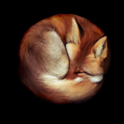 Файл:Круглый лис.jpg