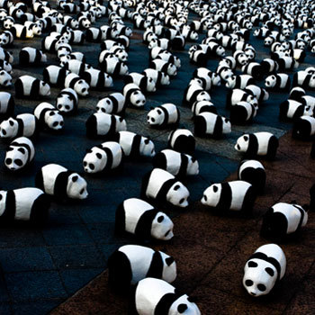 Файл:Много панд.jpg