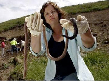 Файл:Mut worms.jpg