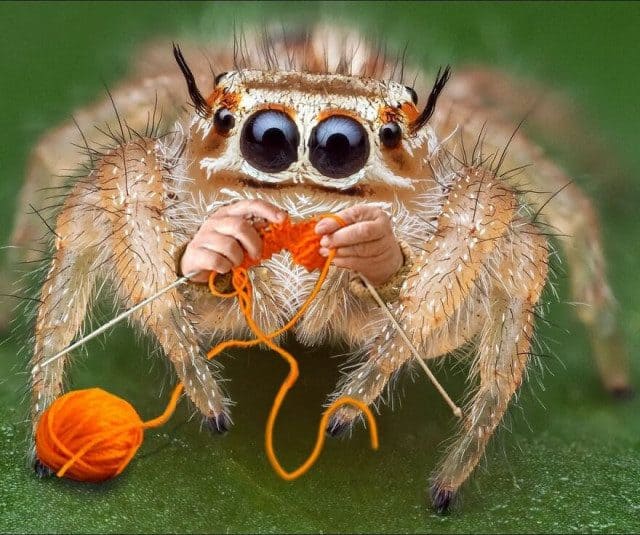 Файл:Паук-вязальщик.jpg