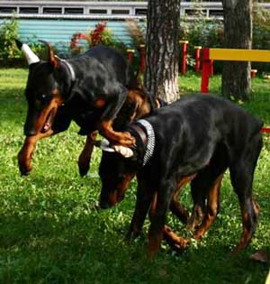 Файл:Osen dobers.jpg