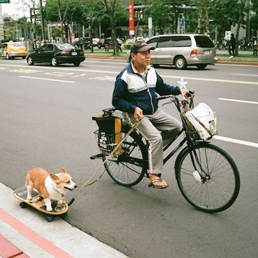 Файл:Sobaka na skeyte.jpg