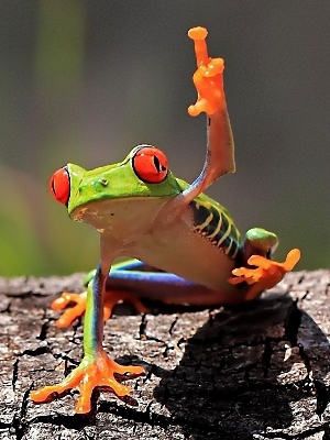 Файл:Смешная лягушка.jpeg