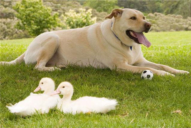 Файл:Dog and ball2.jpg