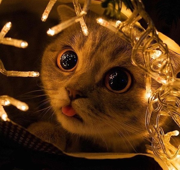 Файл:Bayan s kotom.jpg