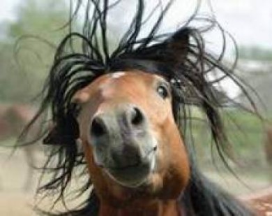 Файл:Конь с прической.jpg