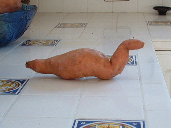 Файл:Lochness potato.jpg