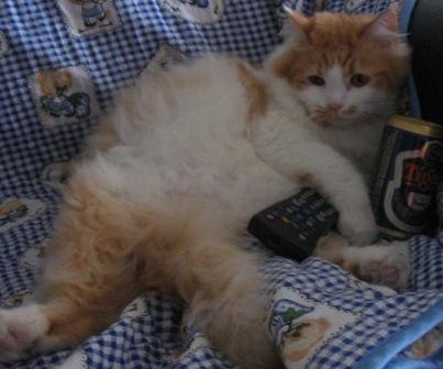 Файл:Кот Тришка (пьяница).jpg