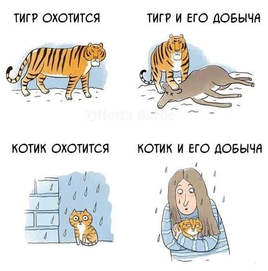 Файл:Кошачьи.jpg