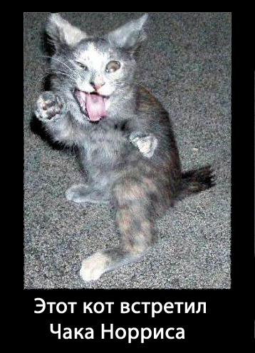 Файл:Кот встретивший Чака.jpg