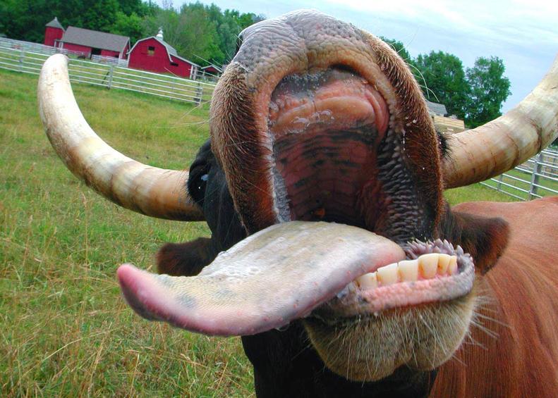 Файл:Коровий язык.jpg