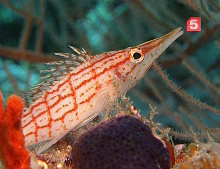 Файл:Ryba i logo.jpg