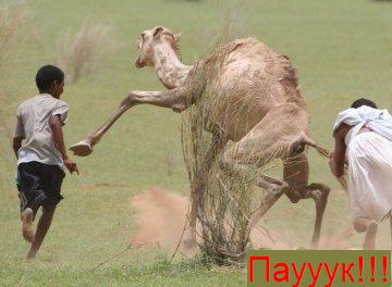 Файл:Verblud pautin.jpg