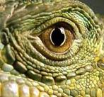 Файл:Mega glaz-2.jpg