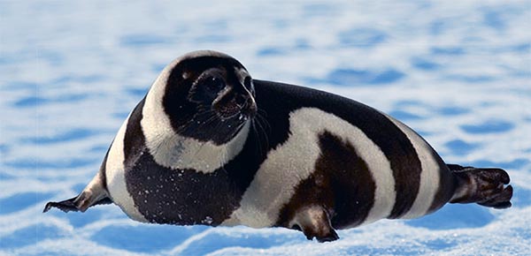 Файл:Ribbon seal.jpg