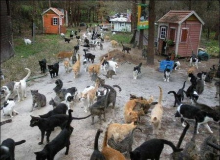 Файл:Много котов.png