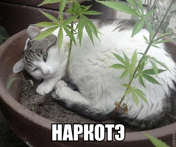 Файл:Наркотик-.jpg
