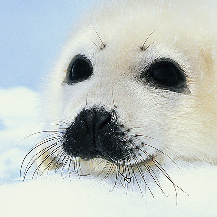 Файл:Belyok 2.jpg