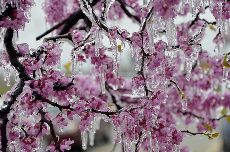 Файл:Мягкий климат.jpg