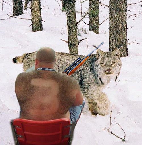 Файл:The missing lynx.jpg