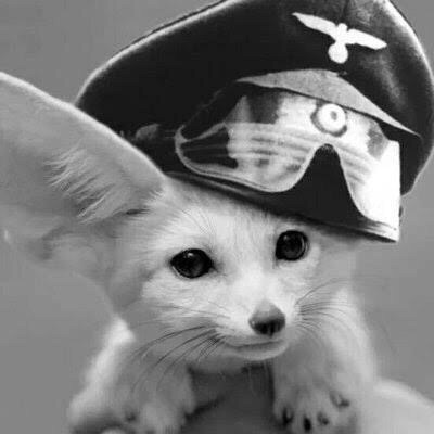 Файл:Desert Fox 1.jpg