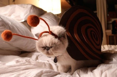 Файл:Kot ulitka.jpg