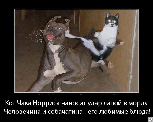 Файл:Кот Чака.jpg