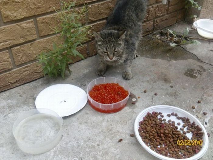 Файл:Рублевский кот.jpg