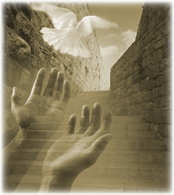 Файл:Veg nograss.jpg