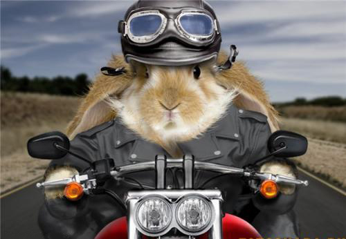 Файл:Battle hare.jpg