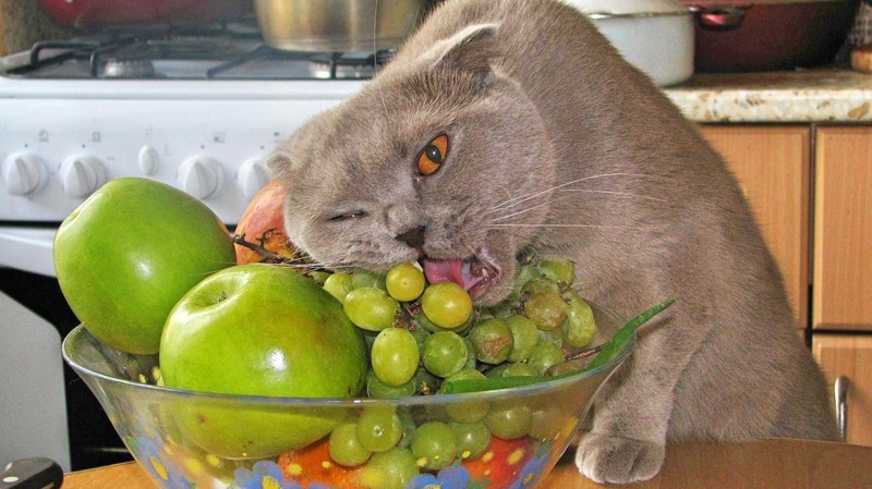 Файл:Кот-веган.jpg