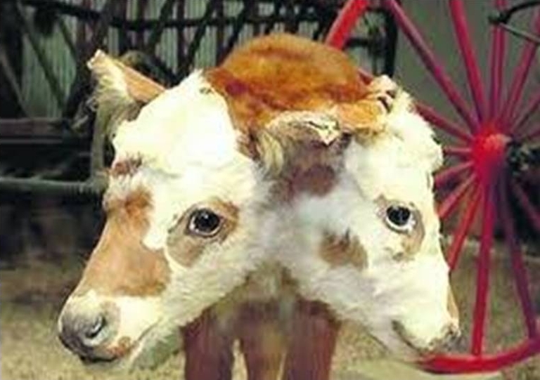 Файл:Двухглавая корова.jpeg