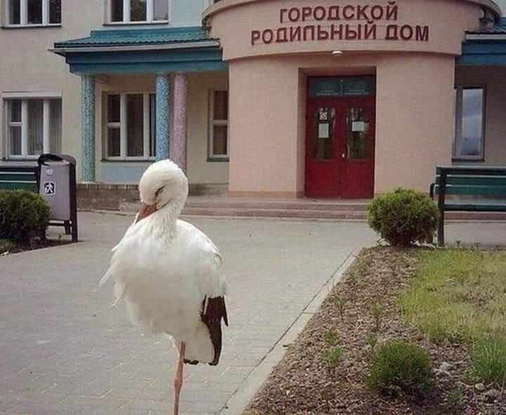 Файл:Аист-роддом.jpg