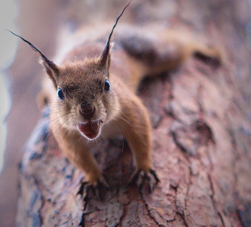 Файл:Хищная белка.jpeg