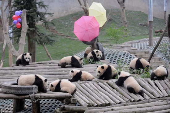 Файл:Пляж панд.jpg